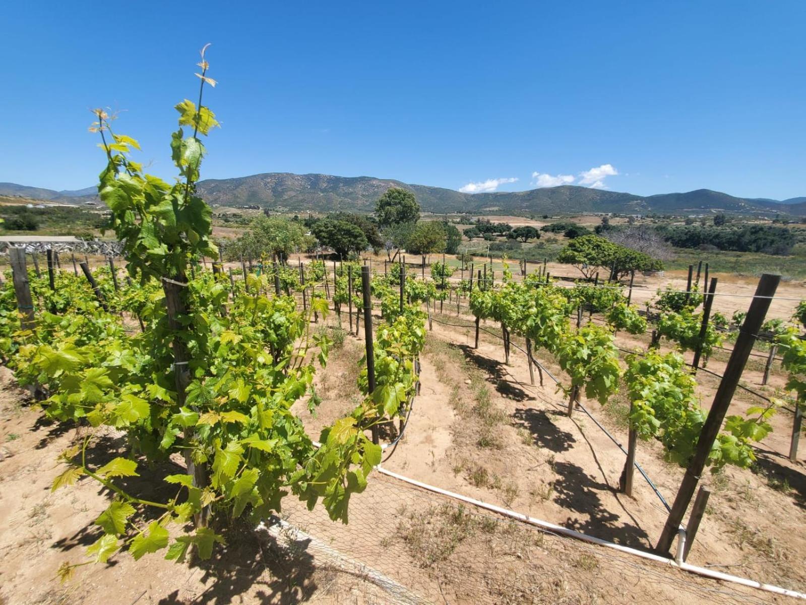 Finca Selah Ensenada Eksteriør billede